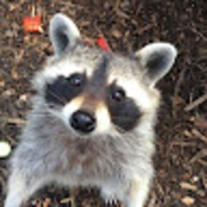 Meet your Posher, Kitty